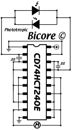 PhotoTropicBicore.gif (13854 bytes)
